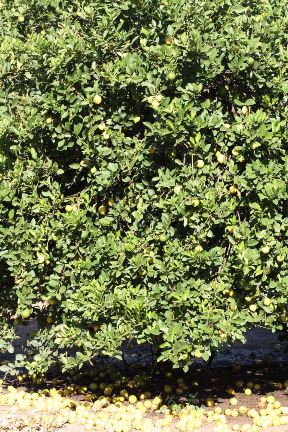            Habit (Riverside, CA)   